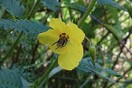 Partridge pea