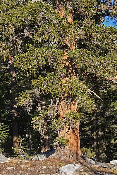File:Foxtail pine Pinus balfouriana base Bullfrog Lake.jpg