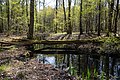 Krumme Lake im Frühling