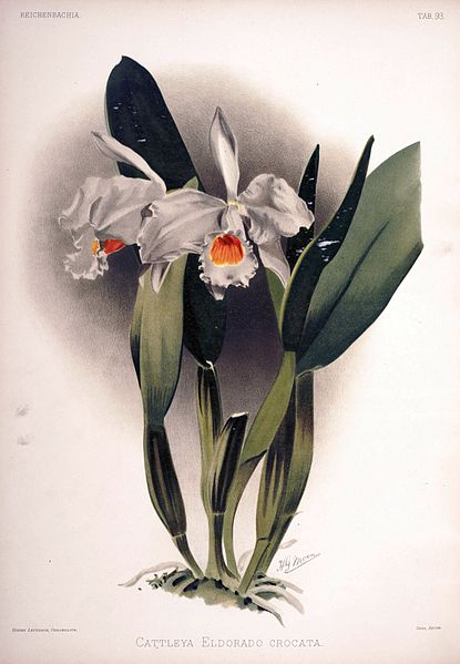 File:Frederick Sander - Reichenbachia II plate 93 (1890) - Cattleya eldorado crocata.jpg