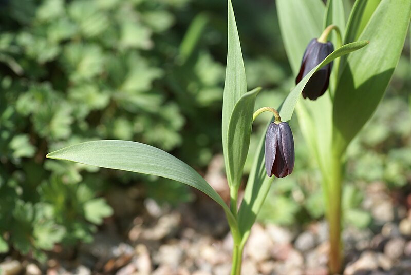 File:Fritillaria armena 02.jpg