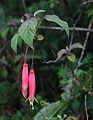 Fuchsia splendens