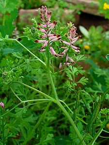 Fumaria officinalis Habitus