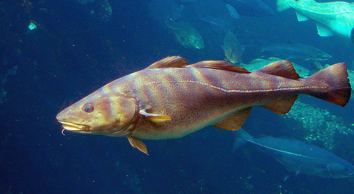 Cod Deutsch Fisch