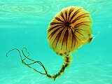 Medusa Bruna (Chrysaora Hysoscella) fotografata sul basso fondale di Lido Gandoli, in Marina di Leporano (Taranto)