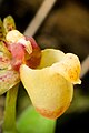 Gastrochilus kadooriei Labellum