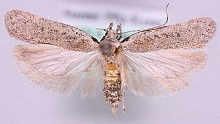 <i>Gelechia hippophaella</i> Species of moth