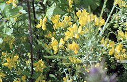 Genista corsica from a visit to Supramonte in the first week of June 2000..jpg