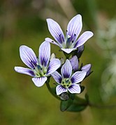 Gentianella corymbosa