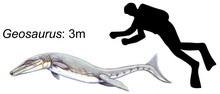 Size of G. giganteus Geosaurus giganteus.png