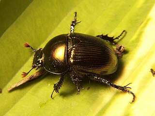 Geotrupidae Family of beetles