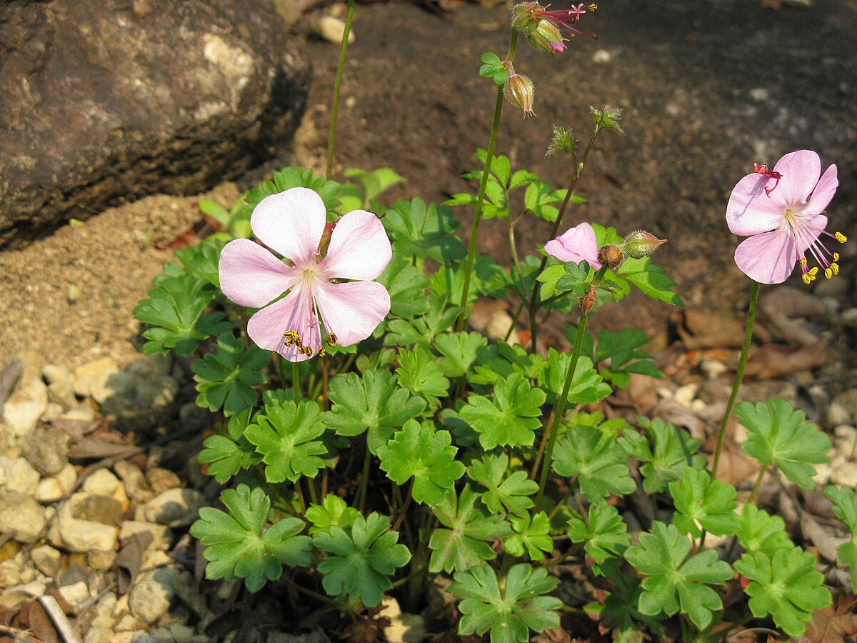 Герань описание. Герань Geranium dalmaticum. Geranium dalmaticum. Geranium dalmaticum (Beck) Rech.f..