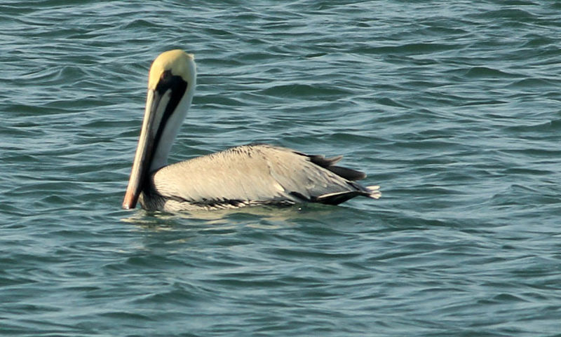 File:Gfp-brown-pelican.jpg