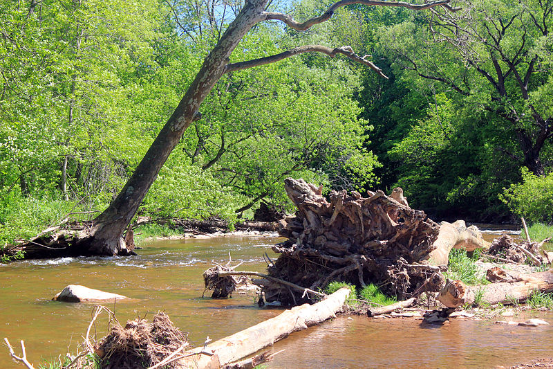 File:Gfp-canada-ontario-bronte-creek-state-park-fallen-tree-in-stream.jpg