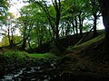 Looking up the glen towards the 'Moot hill.'