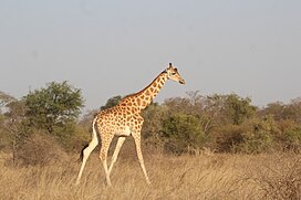 Girafe du parc national de Zakouma.jpg