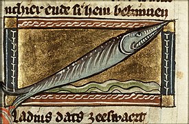 Gladius maris (swordfish)