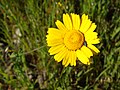 Glebionis coronaria Ojo de buey