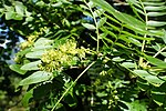 Thumbnail for Gleditsia japonica