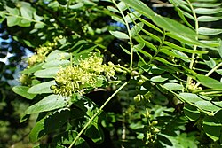 Gleditsia japonica kz2.jpg