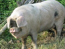 GOS sow Gloucestershire Old Spot sow 2.jpg