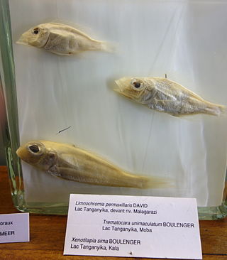 <i>Trematocara</i> Genus of fishes
