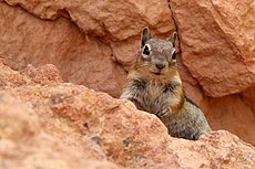 Golden-Mantled Ground Squirrel in Bryce Canyon National Park