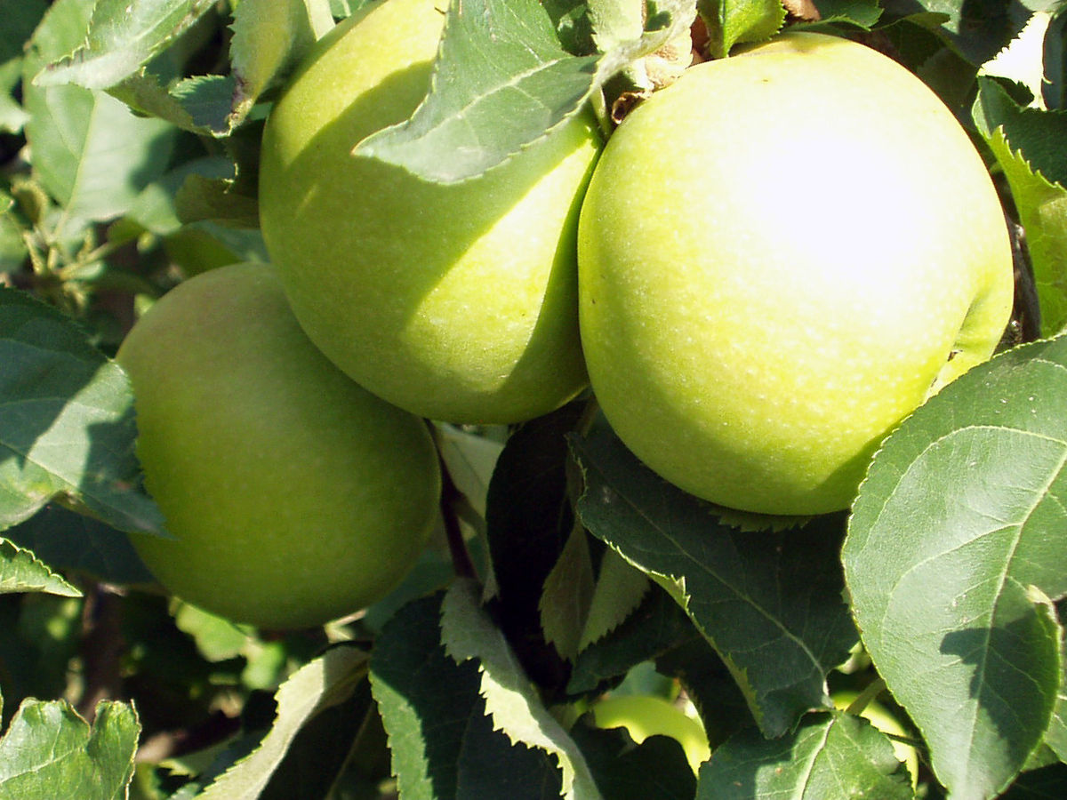 https://upload.wikimedia.org/wikipedia/commons/thumb/e/ee/Golden_Delicious.jpg/1200px-Golden_Delicious.jpg