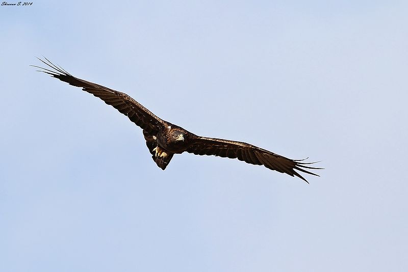 File:Golden Eagle Scanning for Prey.jpg