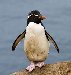 Descrierea pinguinului rockhopper - pinguinul rockhopper image.jpg.