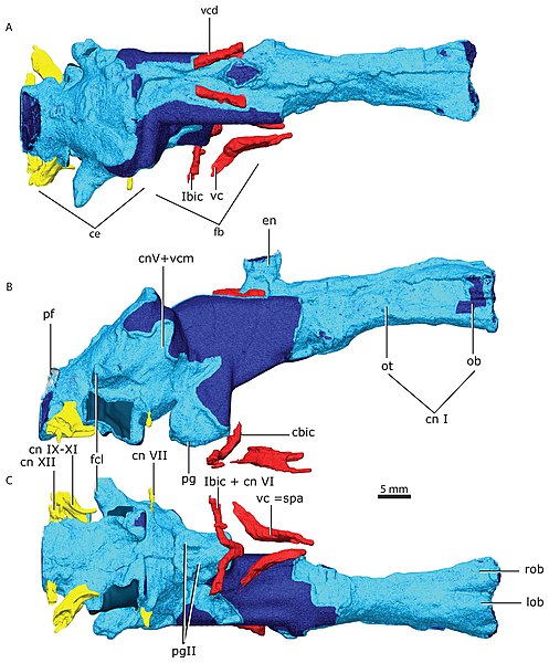 Gorgonopsian brain reconstruction (A. top, B. side, C. underside)