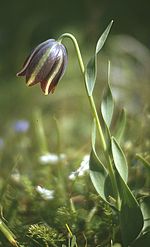 Vignette pour Fritillaria graeca