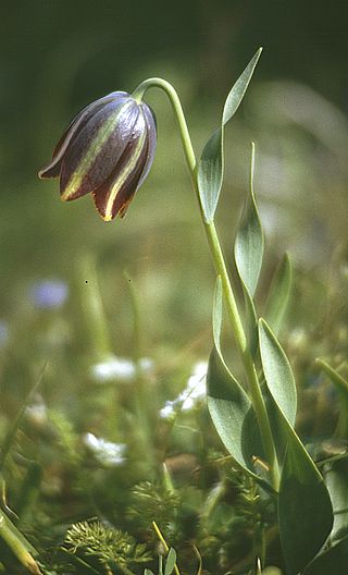 Fortune Salaire Mensuel de Fritillaria Graeca Combien gagne t il d argent ? 300 000 000,00 euros mensuels