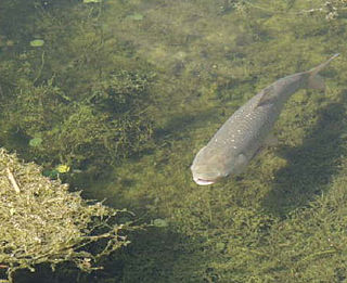 Asian carp Common name for several species of fish