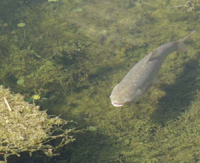 Asian Carps  Ontario's Invading Species Awareness Program