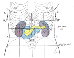 أمام البطن ، تظهر علامات سطحية على الاثني عشر والبنكرياس والكليتين.