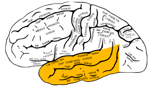 Gray726 temporal lobe