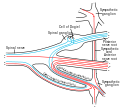 一般的な脊髄神経の構造の模式図。前根、後根と交通枝の関係を示す。