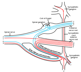 General visceral efferent fibers