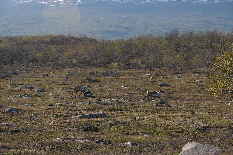 File:Grazing exclosure Abisko.jpg