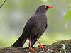 Great Thrush male RWD2.jpg