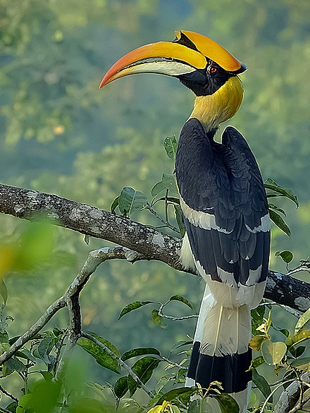 great hornbill flying in groups