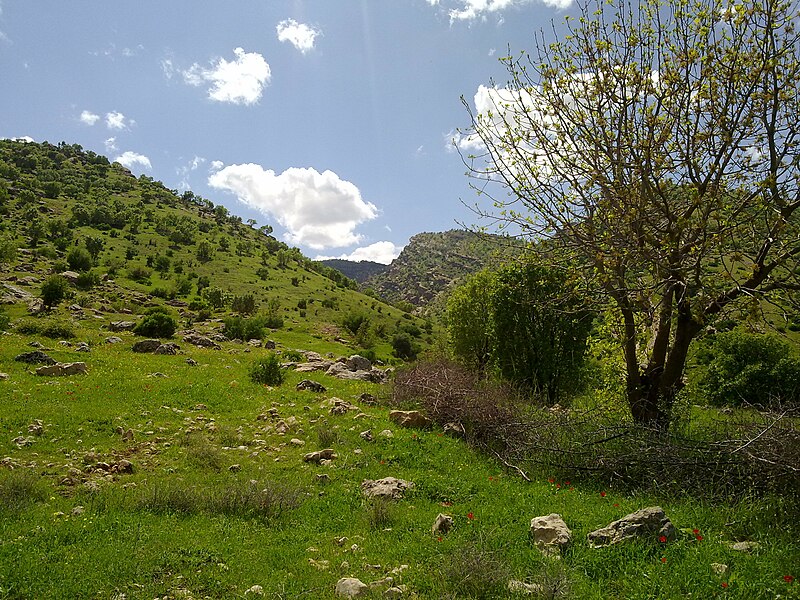 File:Green hills 7 miles SE of Zakho, Iraq - panoramio (6).jpg