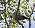 Green imperial-pigeon, ducula aenea - Lip Kee.jpg