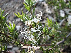 Description de l'image Grevillea alpivaga.jpg.