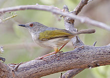 Camaroptera با پشتیبانی خاکستری (Hobatere) .jpg