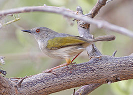 Blaatcamaroptera