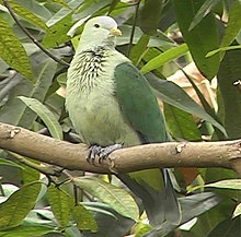 Grey-green fruit dove (cropped).jpg