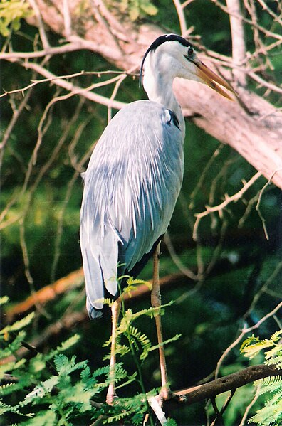 File:Grey Heron Kumarakom Kerala.jpg