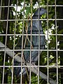 Grey Imperial Pigeon - Ducula pickeringii - Ninoy Aquino Parks & Wildlife Center 02.jpg